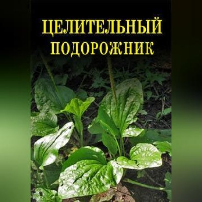 Целительный подорожник (Иван Дубровин)