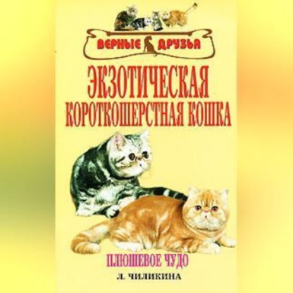 Экзотическая короткошерстная кошка (Л. А. Чиликина)
